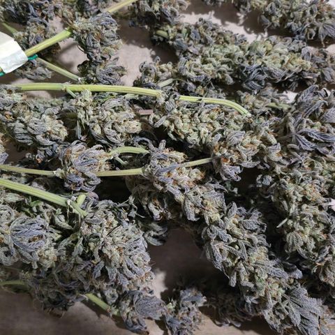 Wedding Cake growlog photo: Blüten wurden getrimmt und in Gläser gepackt