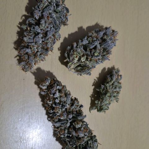 Wedding Cake growlog photo: Blüten wurden getrimmt und in Gläser gepackt