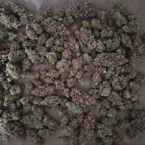 Growlog-Zeitleistenfoto von Royal Gorilla