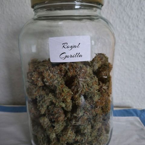Growlog-Zeitleistenfoto von Royal Gorilla