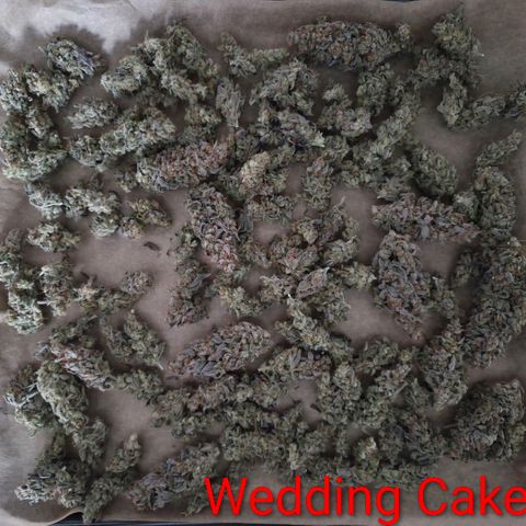 Wedding Cake growlog timeline photo
