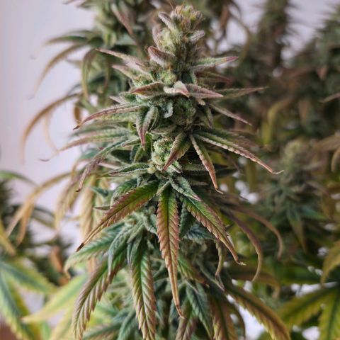 Jack Herer growlog photo: BT71 BW11