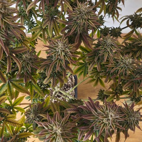 Jack Herer growlog photo: BT71 BW11
