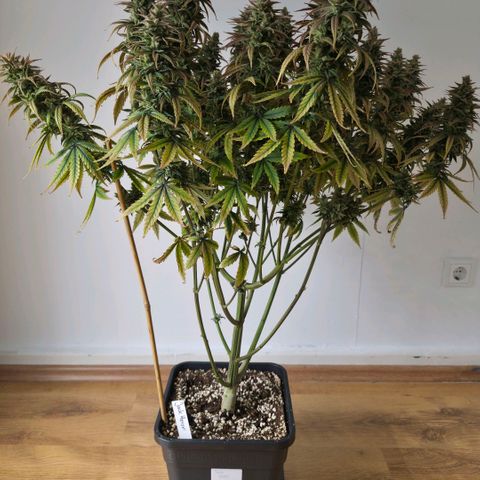 Jack Herer growlog photo: BT71 BW11