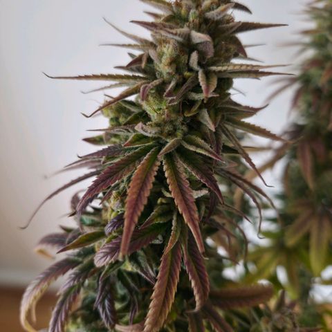 Jack Herer growlog photo: BT71 BW11