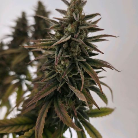 Jack Herer growlog photo: BT71 BW11
