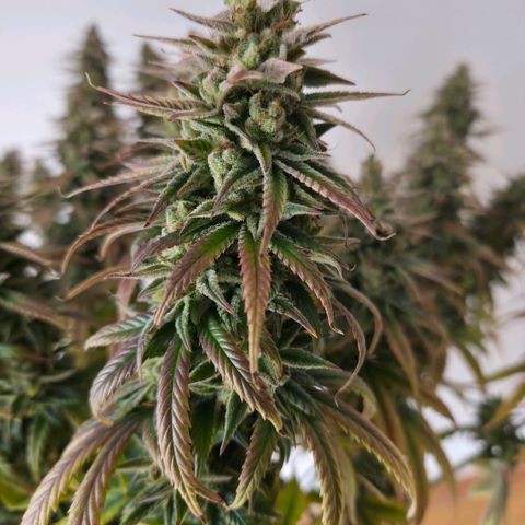 Jack Herer growlog photo: BT71 BW11