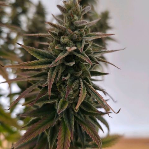 Jack Herer growlog photo: BT71 BW11
