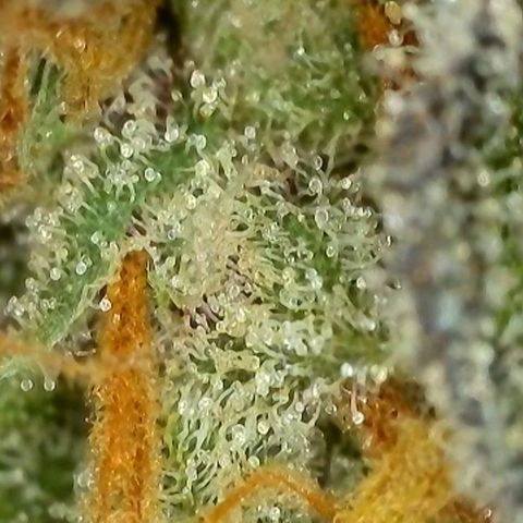 Growlog-Foto von Royal Gorilla: BT62 BW9