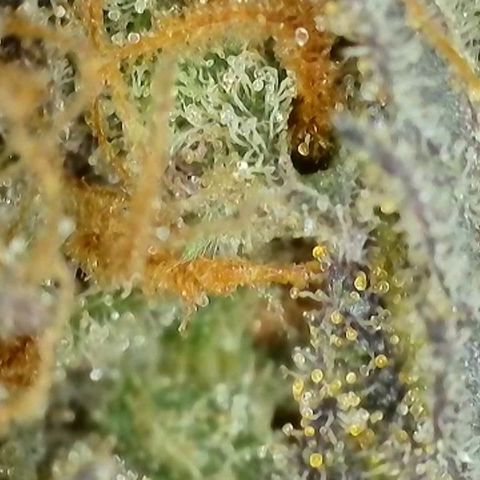 Growlog-Foto von Royal Gorilla: BT62 BW9