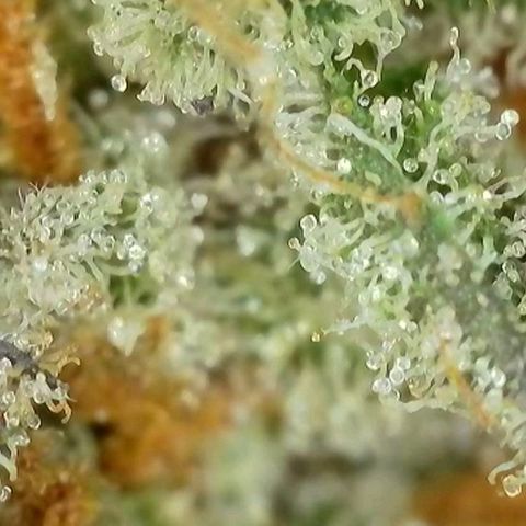 Growlog-Foto von Royal Gorilla: BT62 BW9