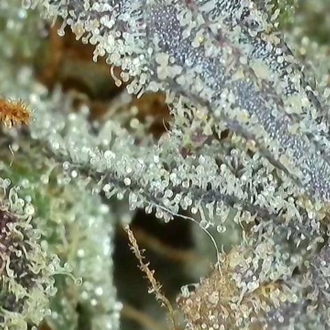 Wedding Cake growlog photo: BT62 BW9