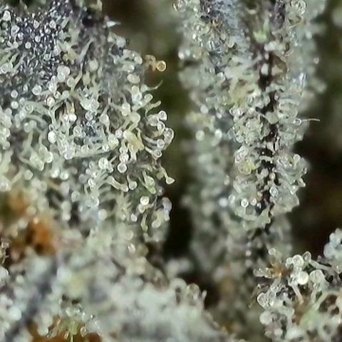 Wedding Cake growlog photo: BT62 BW9