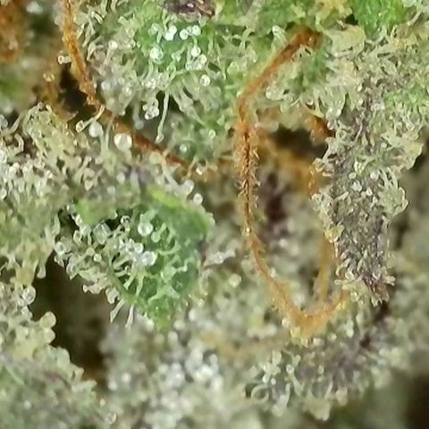 Wedding Cake growlog photo: BT62 BW9