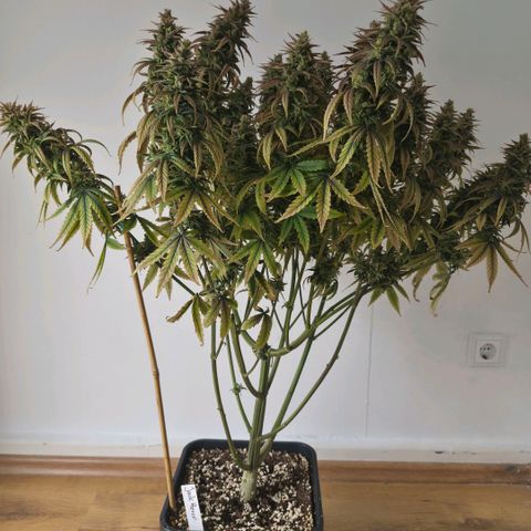 Jack Herer growlog photo: BT76 BW11