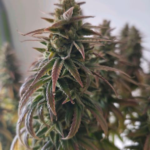 Jack Herer growlog photo: BT76 BW11