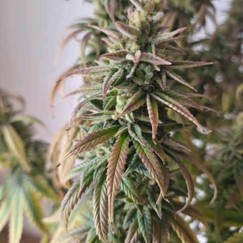 Jack Herer growlog photo: BT76 BW11