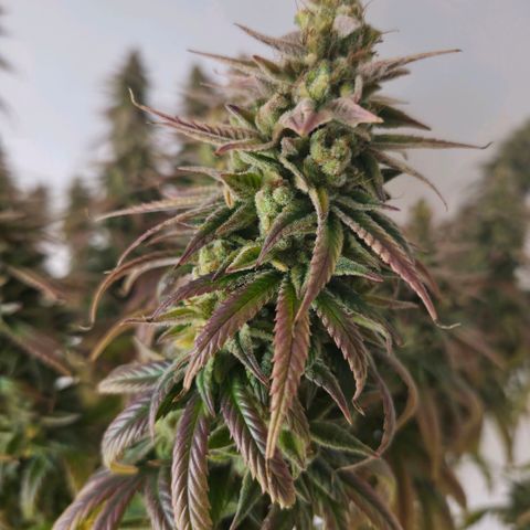 Jack Herer growlog photo: BT76 BW11