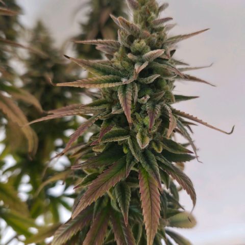 Jack Herer growlog photo: BT76 BW11