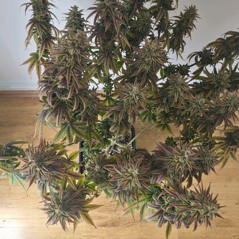 Jack Herer growlog photo: BT76 BW11