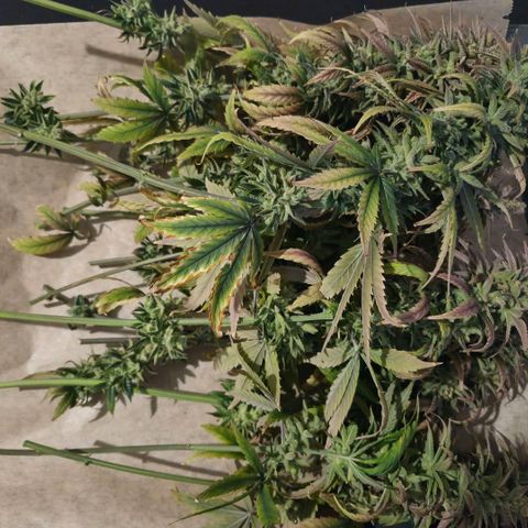 Jack Herer growlog photo: Triebe vom Stamm geschnitten und grob Fächerblätter entfernt.