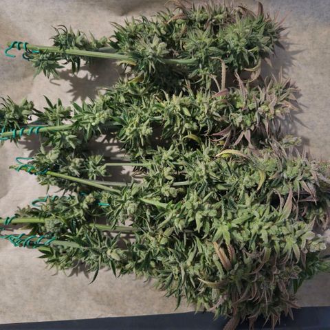 Jack Herer growlog photo: Triebe vom Stamm geschnitten und grob Fächerblätter entfernt.