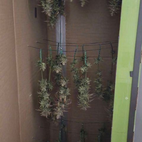 Jack Herer growlog photo: Zum trocknen im Trocknungsschrank aufgehangen.