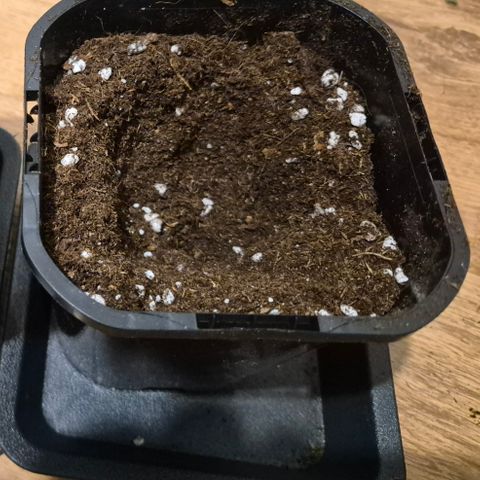 Skunk#1 growlog photo: 1L Topf mit BioBizz Light Mix gefüllt.