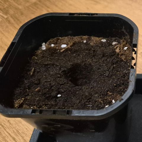 Skunk#1 growlog photo: Im Topf eine Mulde gemacht und mit Anzuchterde aufgefüllt.