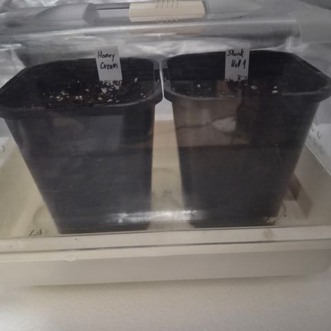 Skunk#1 growlog photo: Töpfe ins Gewächshaus gestellt um hohe Luftfeuchtigkeit zu kriegen.