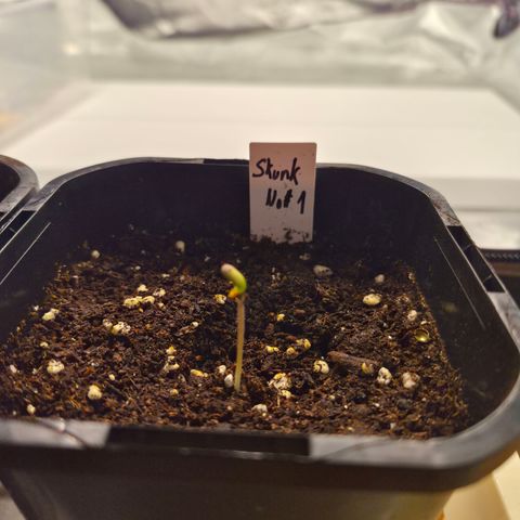 Skunk#1 growlog photo: Köpfchen ein wenig mutiert. Vorsichtshalber einen 2. Samen keimen lassen.