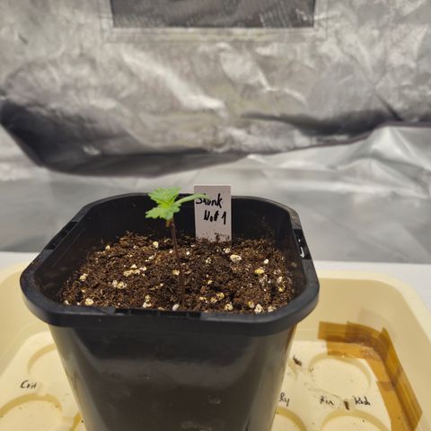 Skunk#1 growlog timeline photo