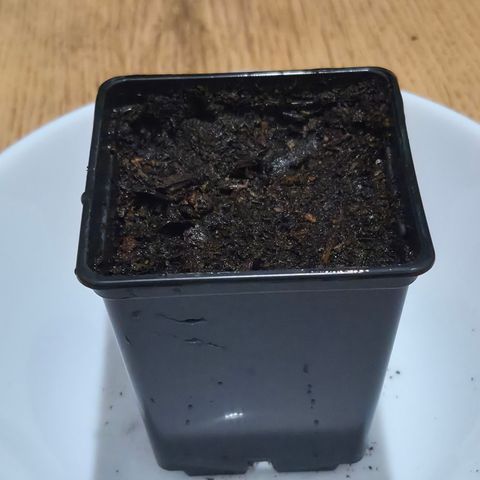 Skunk#1 growlog photo: 2. Skunk#1 Samen vorsichtshalber eingepflanzt.