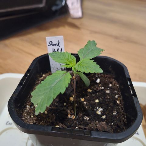 Skunk#1 growlog timeline photo
