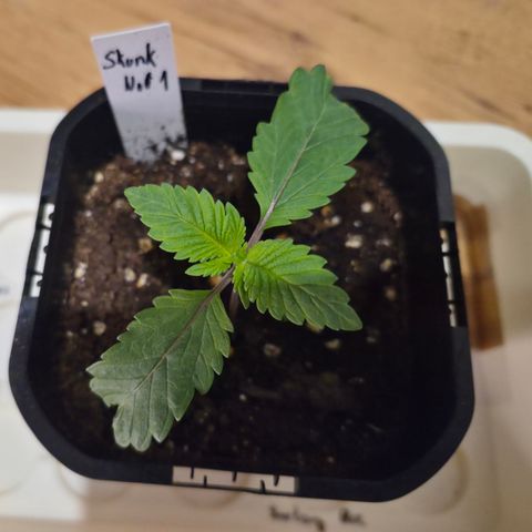 Skunk#1 growlog timeline photo