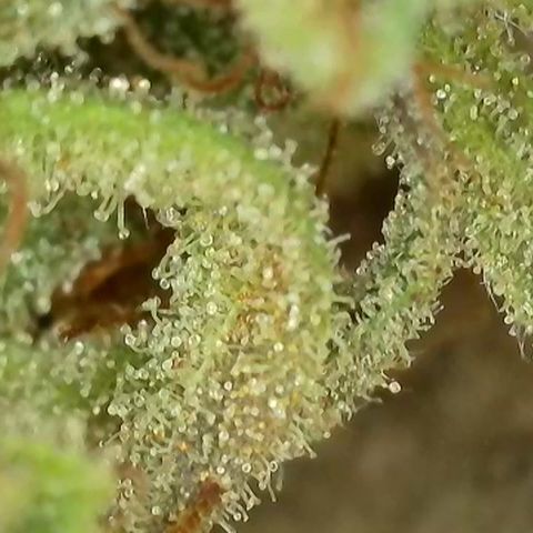 Jack Herer growlog timeline photo