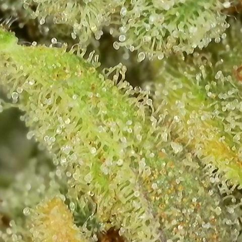 Jack Herer growlog timeline photo