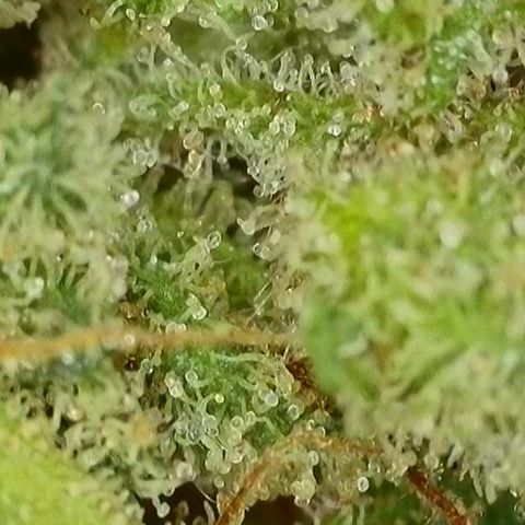 Jack Herer growlog timeline photo