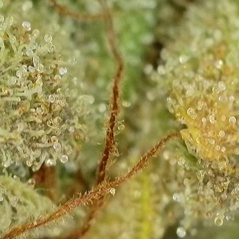 Jack Herer growlog timeline photo