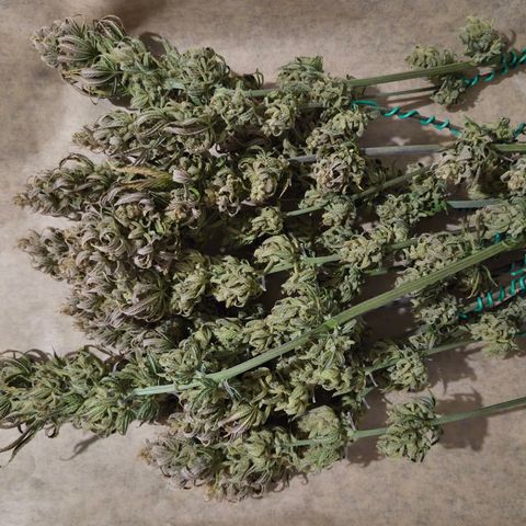 Jack Herer growlog timeline photo