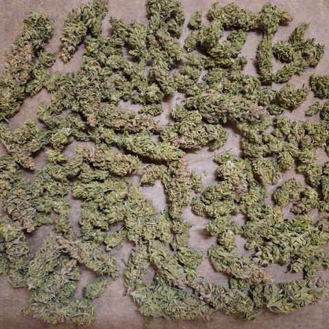 Jack Herer growlog timeline photo