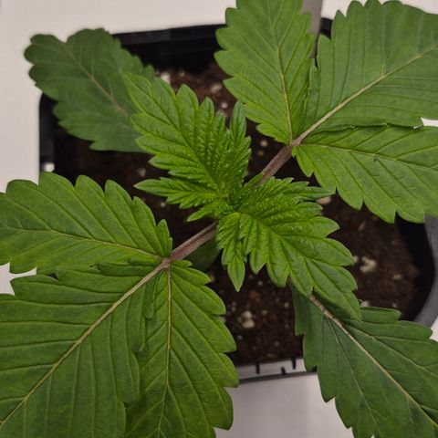 Skunk#1 growlog timeline photo