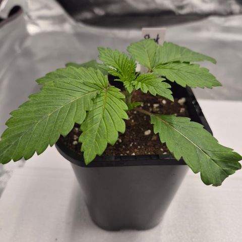 Skunk#1 growlog timeline photo