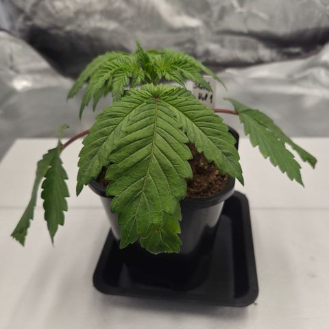 Skunk#1 growlog photo: VT5 VW1