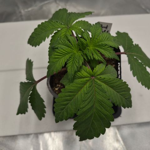 Skunk#1 growlog photo: VT5 VW1