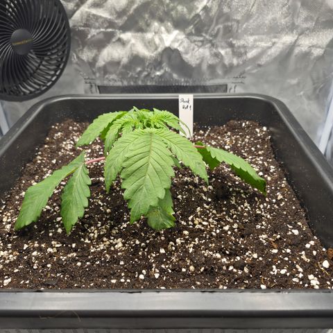 Skunk#1 growlog photo: VT5 VW1