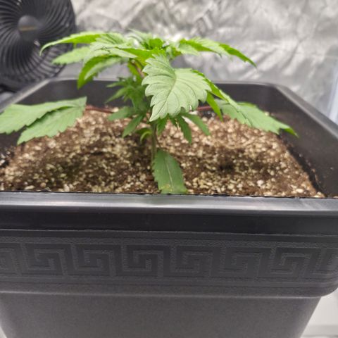 Skunk#1 growlog photo: VT8 VW2
