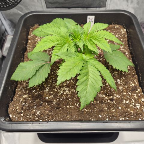 Skunk#1 growlog photo: VT8 VW2