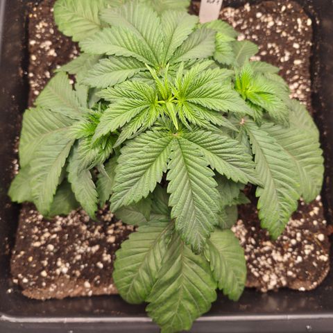 Skunk#1 growlog photo: VT12 VW2