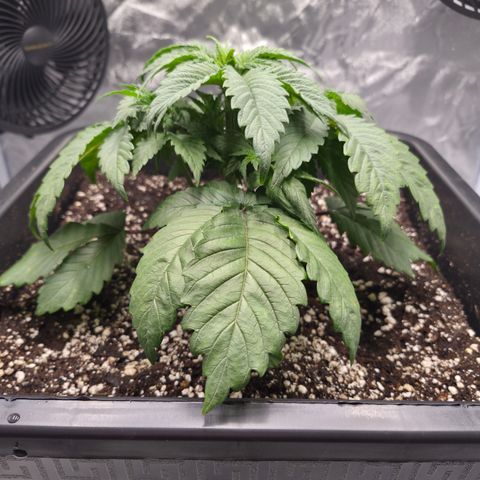 Skunk#1 growlog photo: VT12 VW2